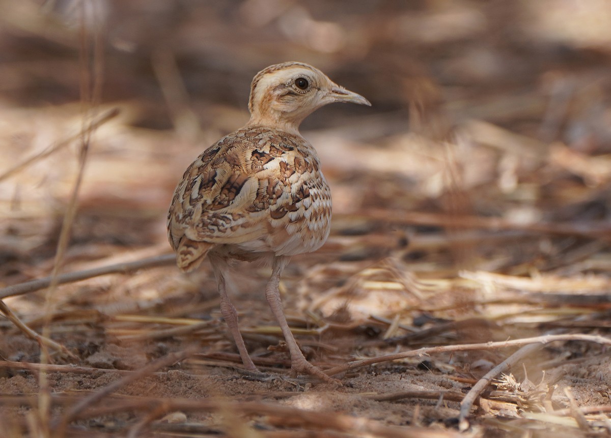 Quail-plover - ML615983475