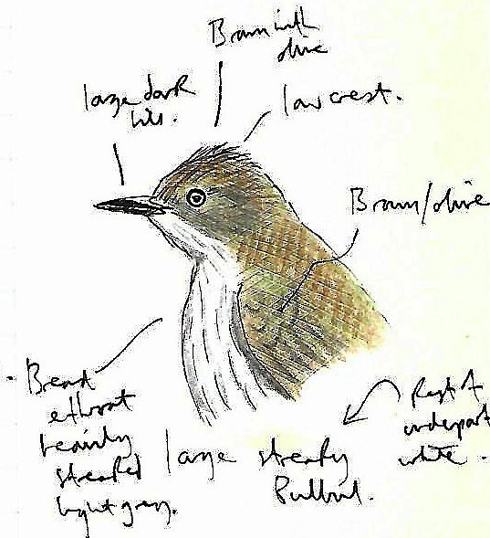 Streaked Bulbul - Andrew Collins