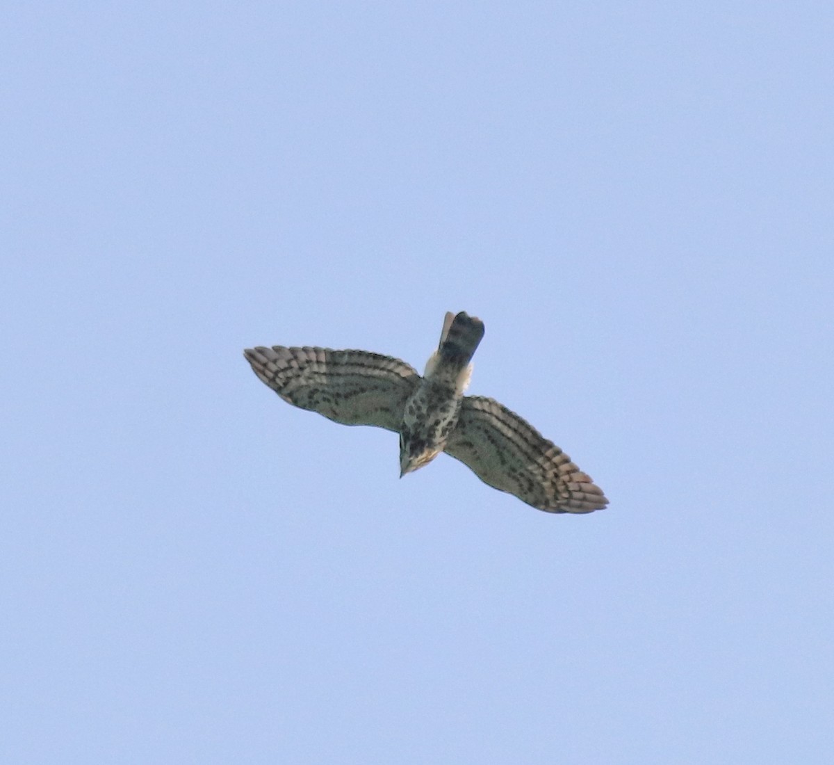 Crested Goshawk - ML615983544