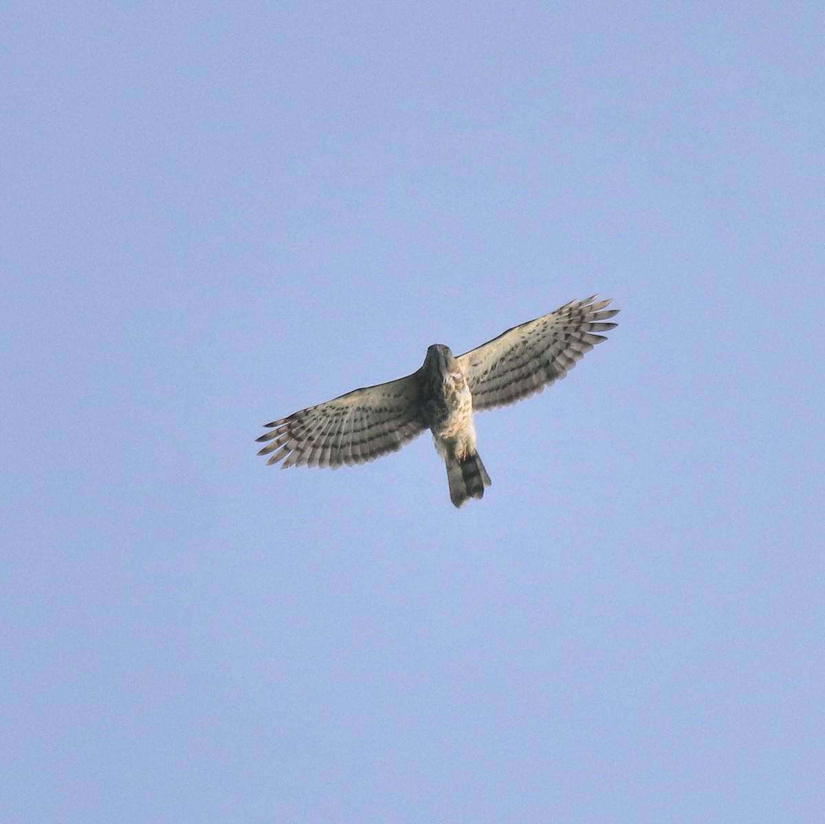 Crested Goshawk - Afsar Nayakkan