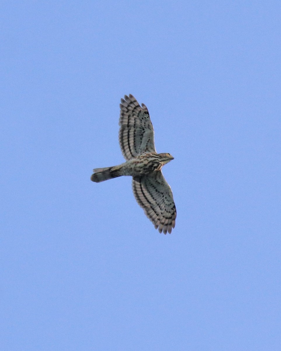 Crested Goshawk - ML615983608