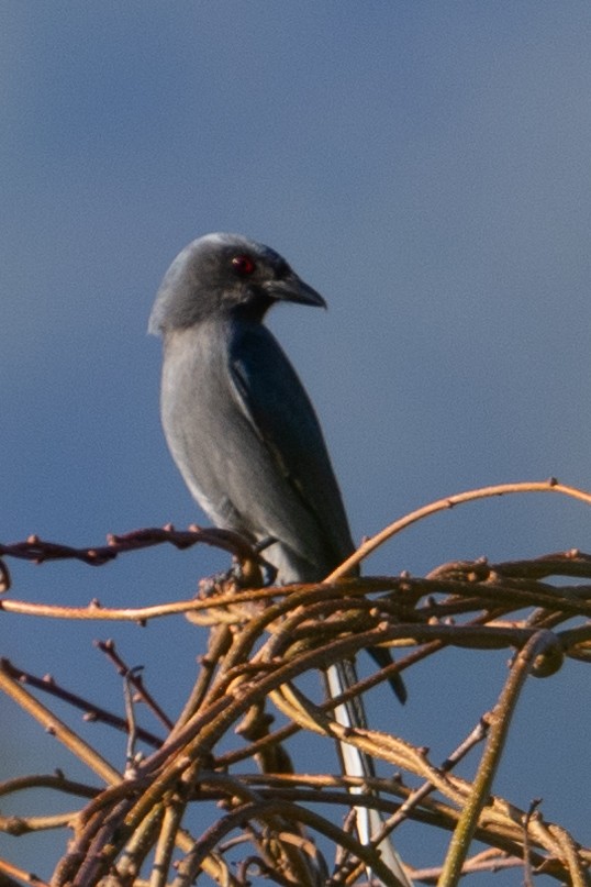 Kül Rengi Drongo - ML615983738