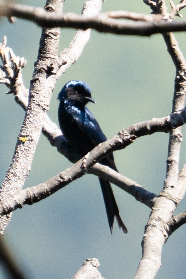 Bronzed Drongo - Richard Edden