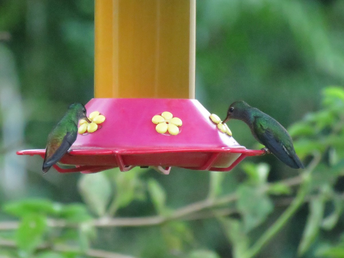 kolibřík safírový - ML615983863