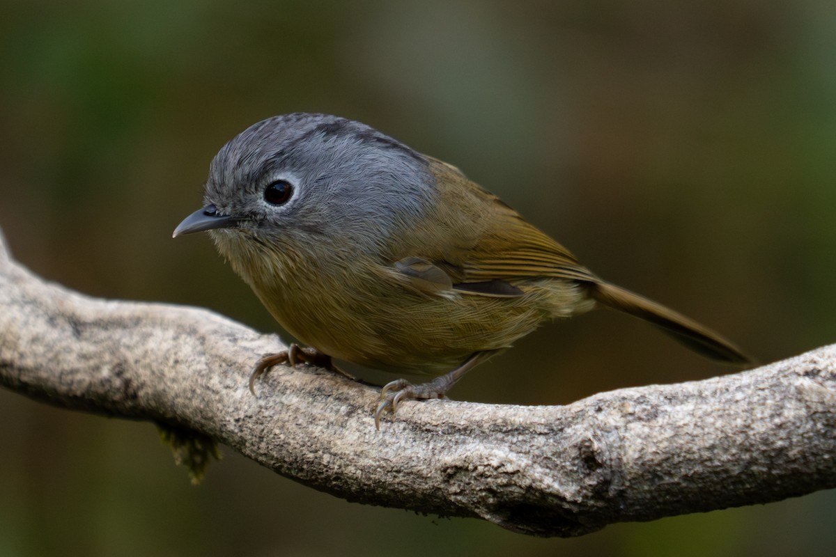 Yunnan Fulvetta - ML615983864