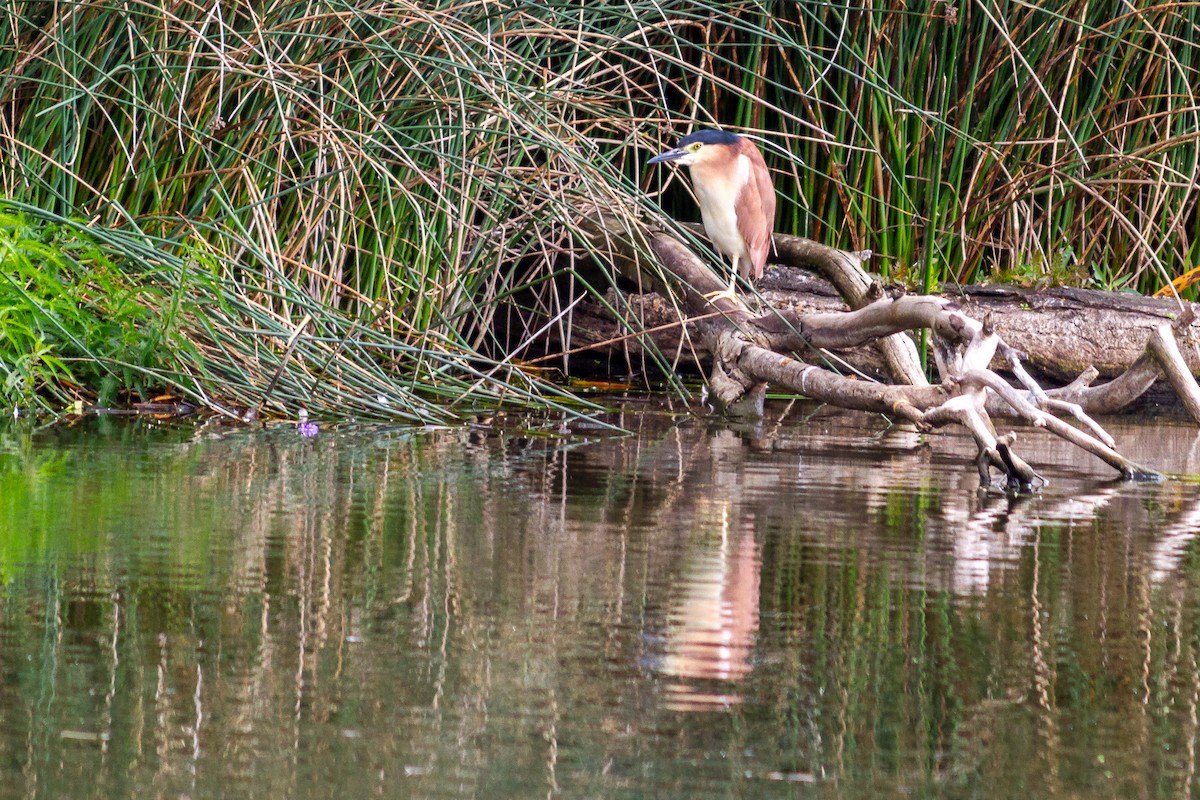 Nankeen Night Heron - Graham Possingham