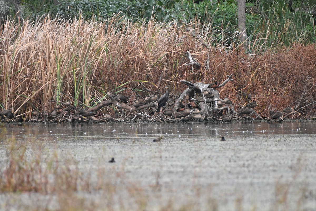 Pacific Black Duck - ML615983939