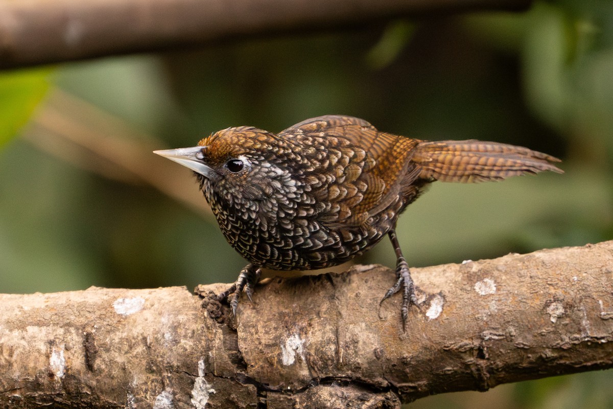 Cachar Wedge-billed Babbler - ML615983941