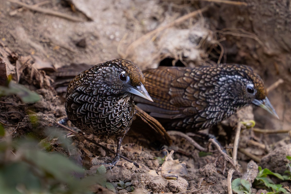 Cachar Wedge-billed Babbler - ML615983943