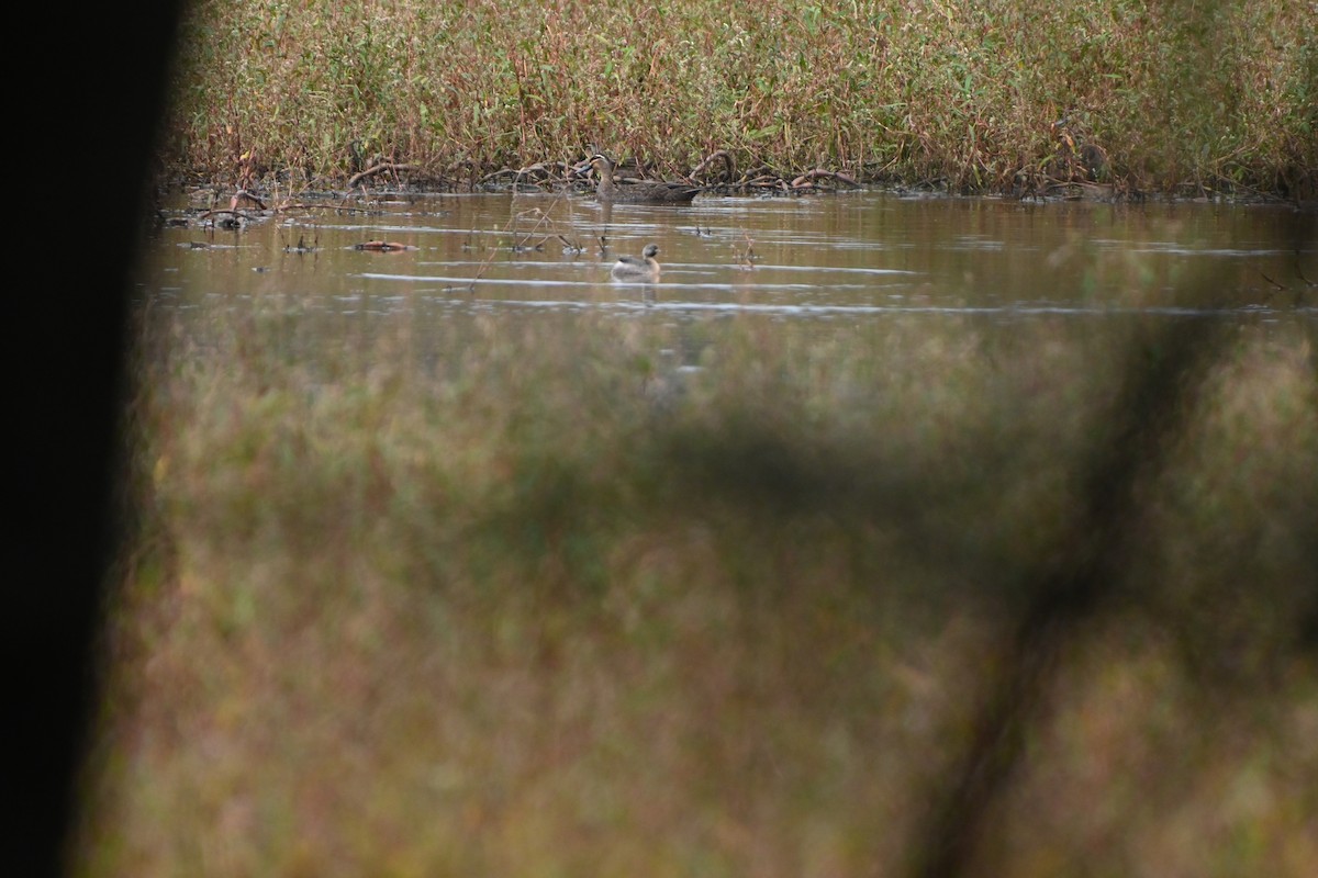 Hoary-headed Grebe - ML615983953