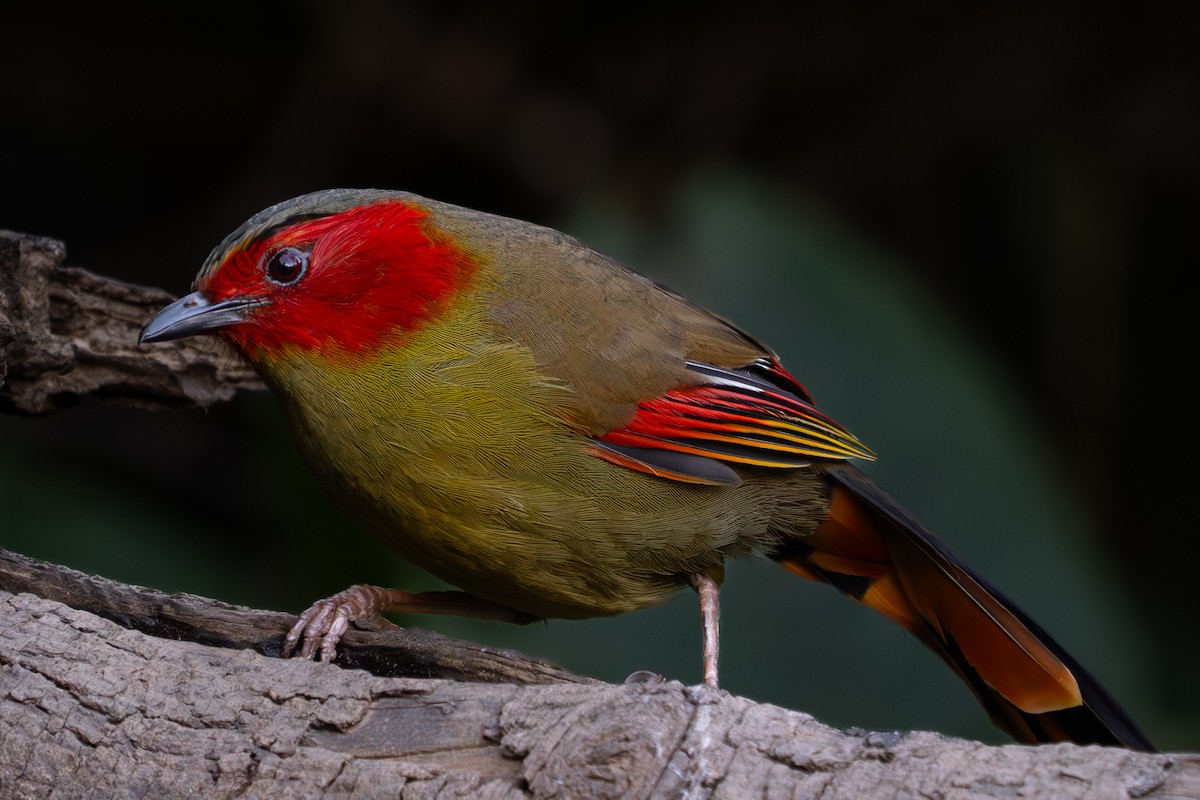 Scarlet-faced Liocichla - ML615983972