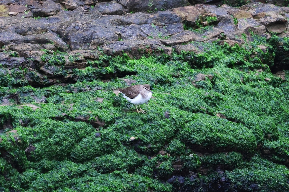 Common Sandpiper - ML615983974