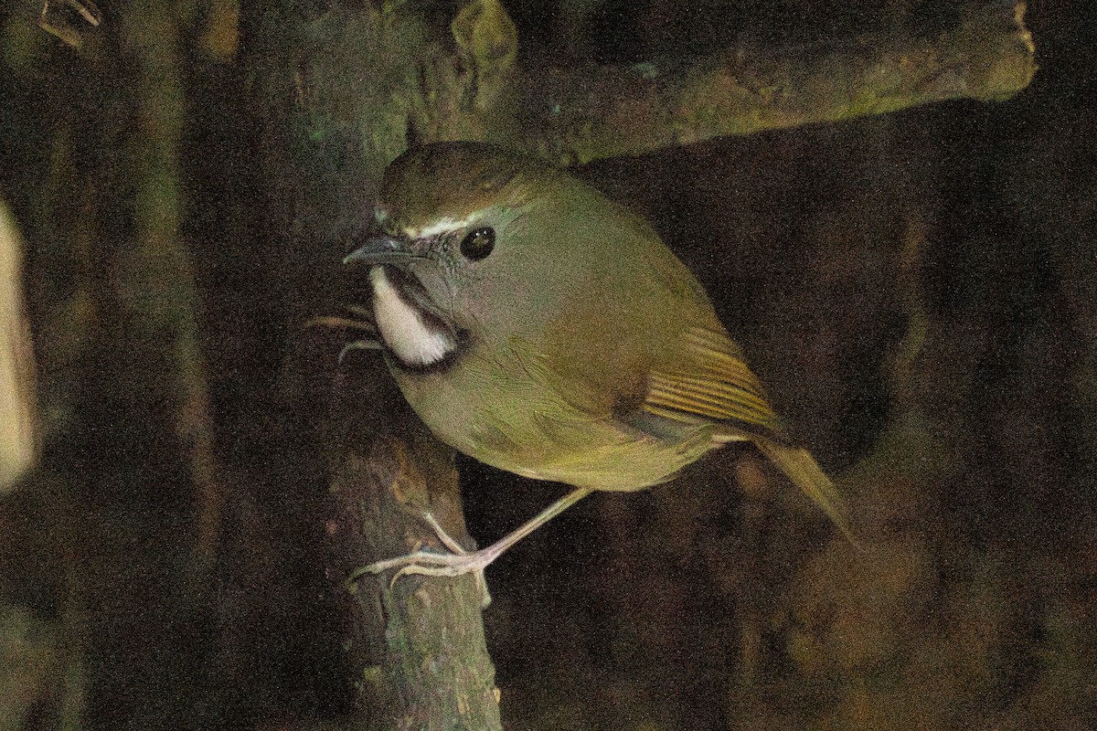 White-gorgeted Flycatcher - Richard Edden