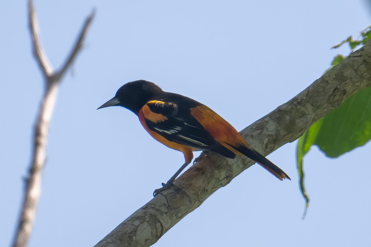 Baltimore Oriole - ML615984016