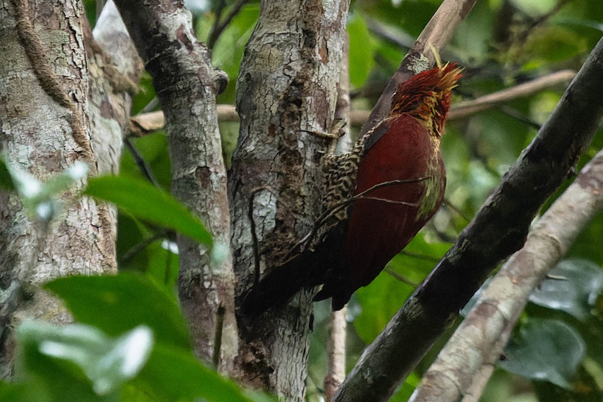 Banded Woodpecker - ML615984017