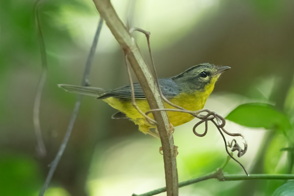 Golden-crowned Warbler - ML615984022