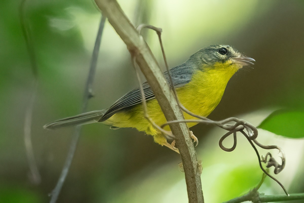 Golden-crowned Warbler - ML615984023