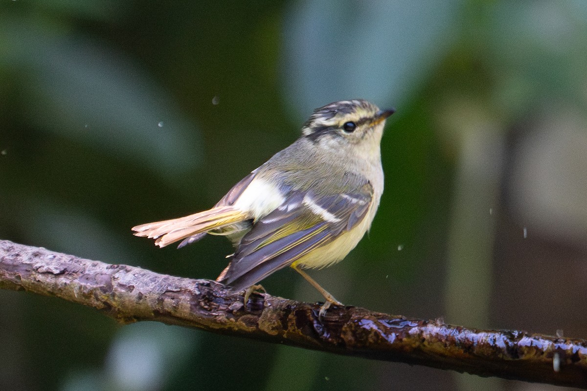 Mosquitero de Lichiang - ML615984025