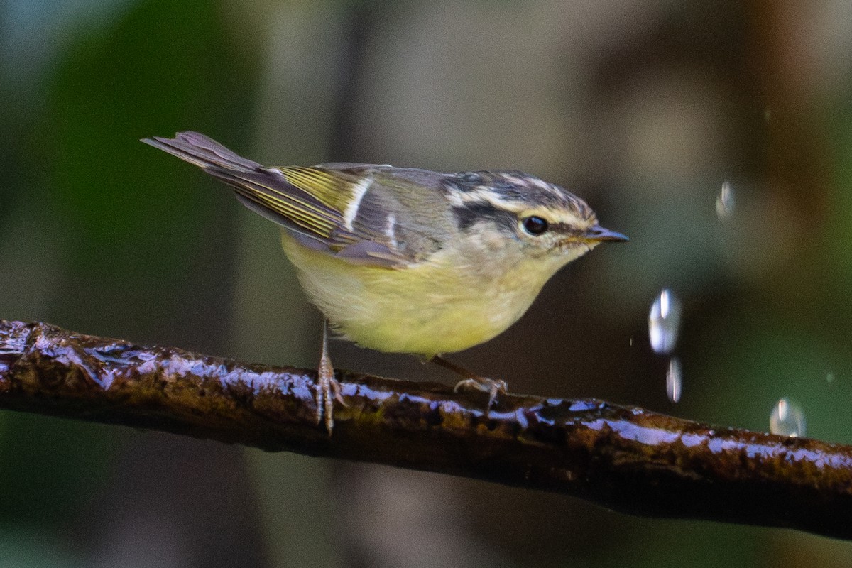 Mosquitero de Lichiang - ML615984026