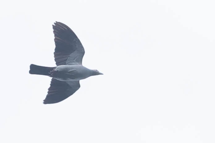 green-pigeon sp. - ML615984057