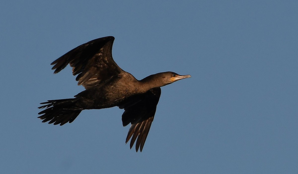 Neotropic Cormorant - ML615984115