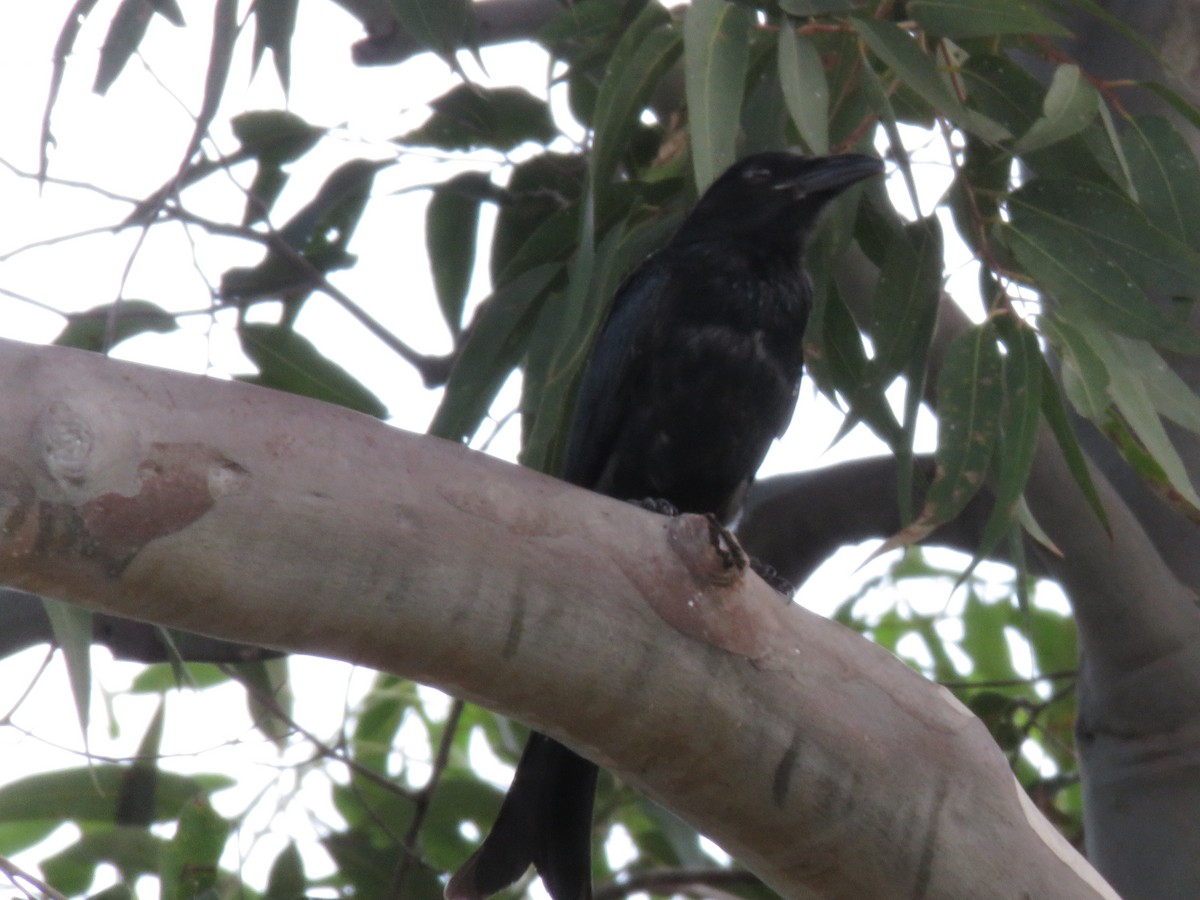 Spangled Drongo - Paul Charlton