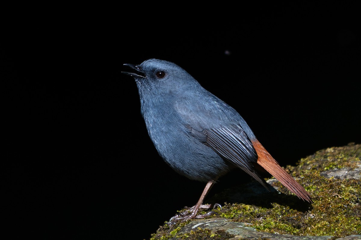 Plumbeous Redstart - Richard Edden