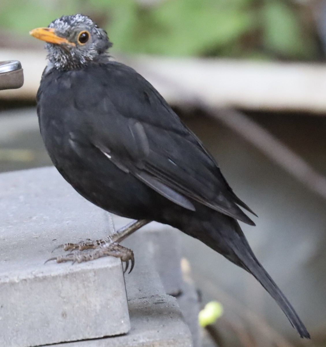 Eurasian Blackbird - ML615984173