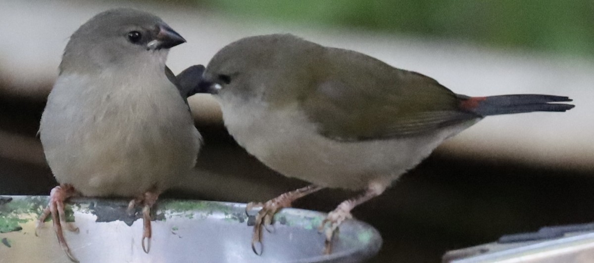 Red-browed Firetail - ML615984184