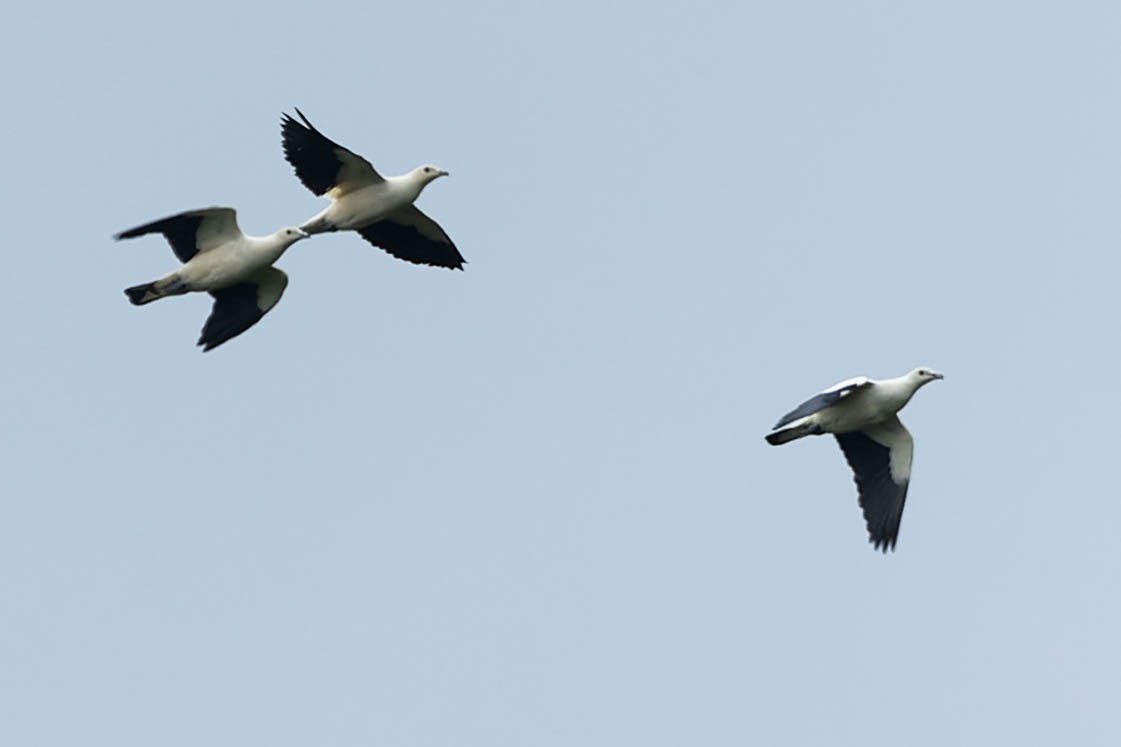 Pied Imperial-Pigeon - ML615984196