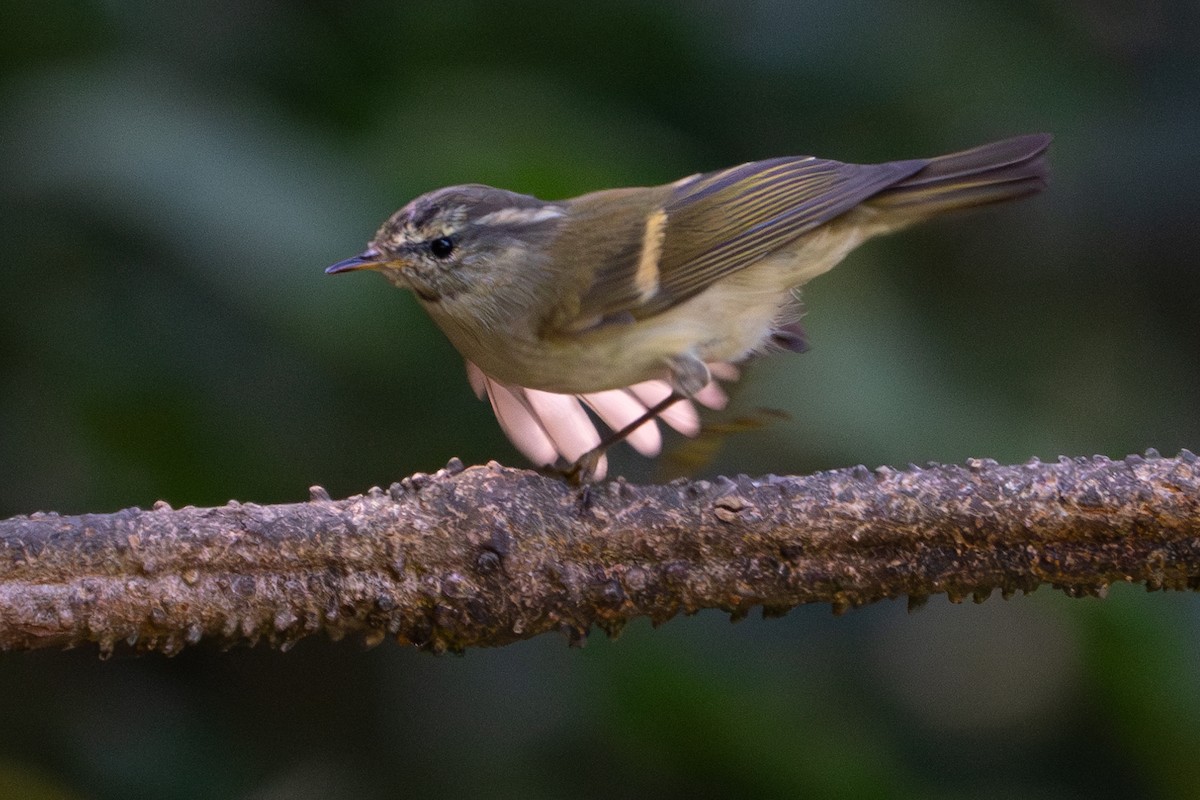 Buff-barred Warbler - ML615984254