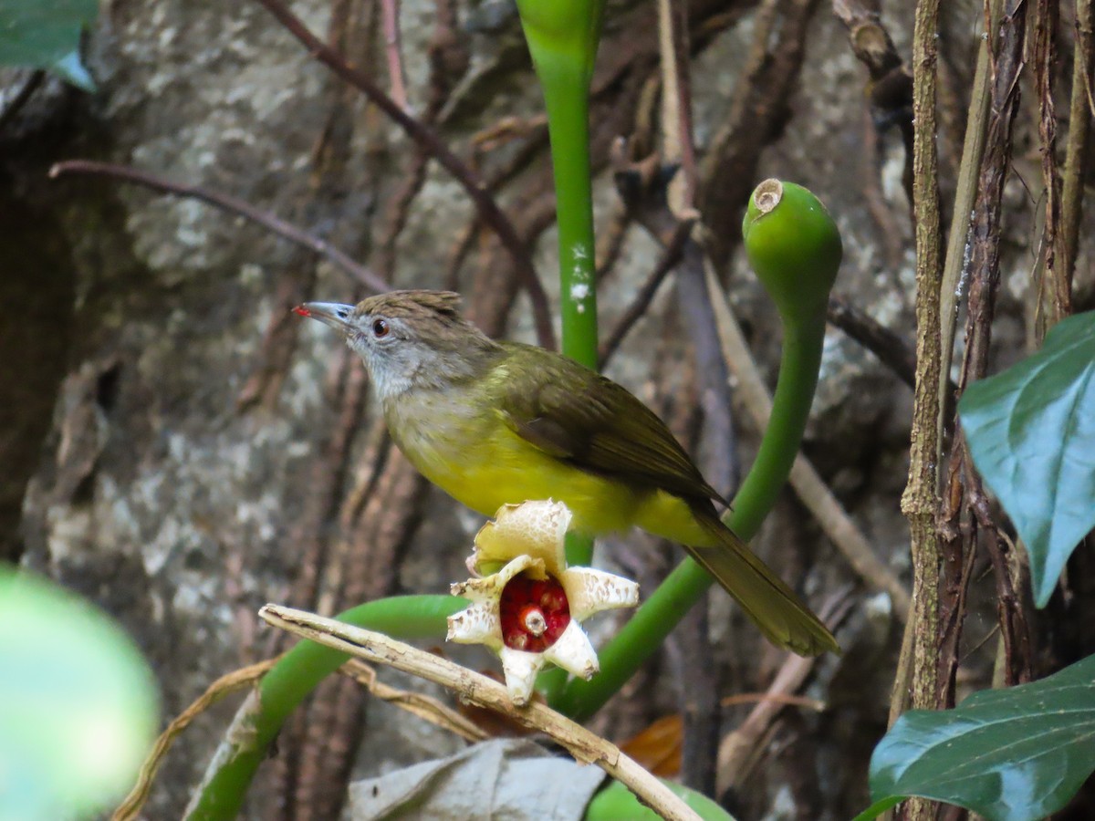 Gray-throated Bulbul - ML615984266