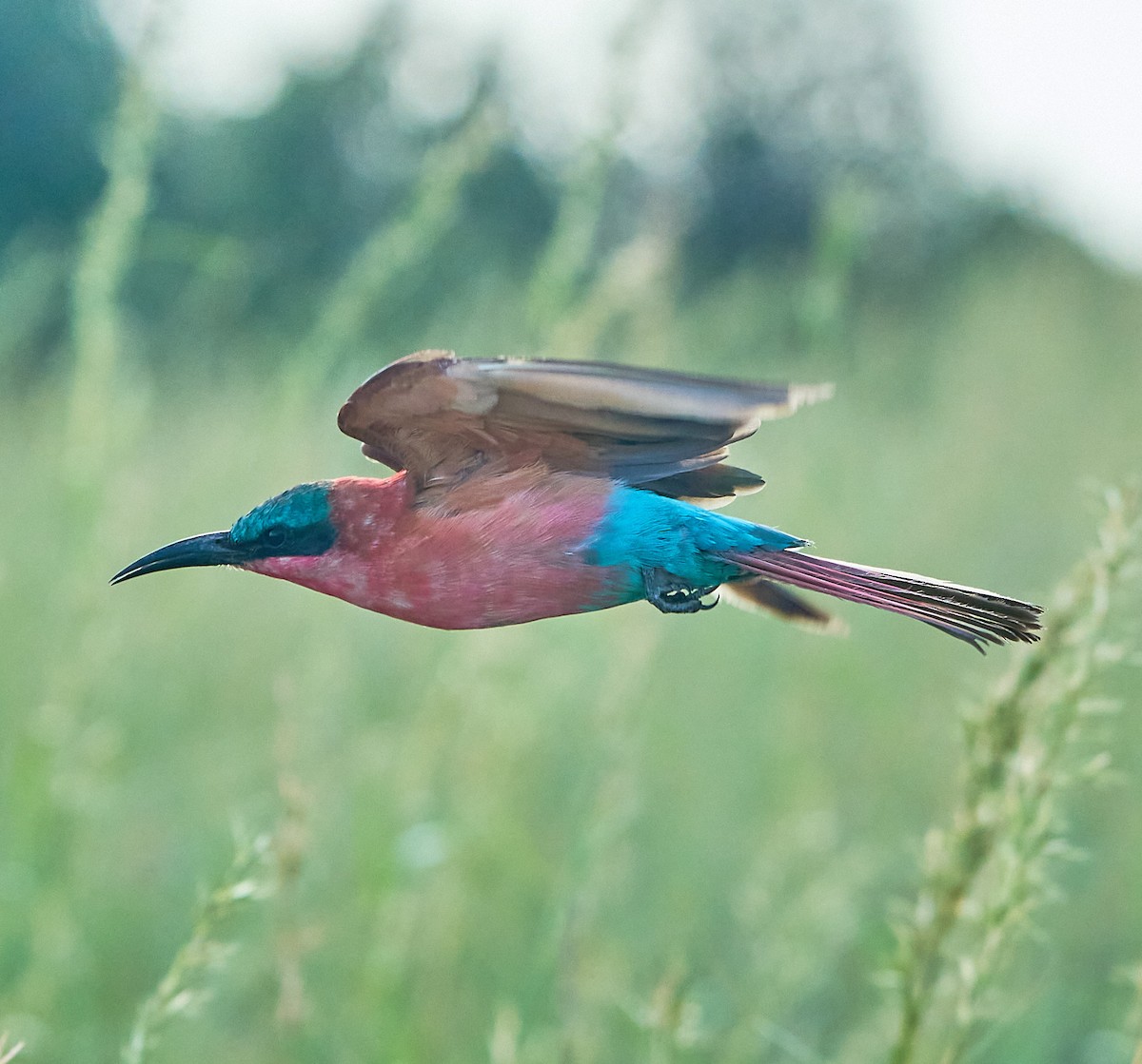 Southern Carmine Bee-eater - Steven Cheong