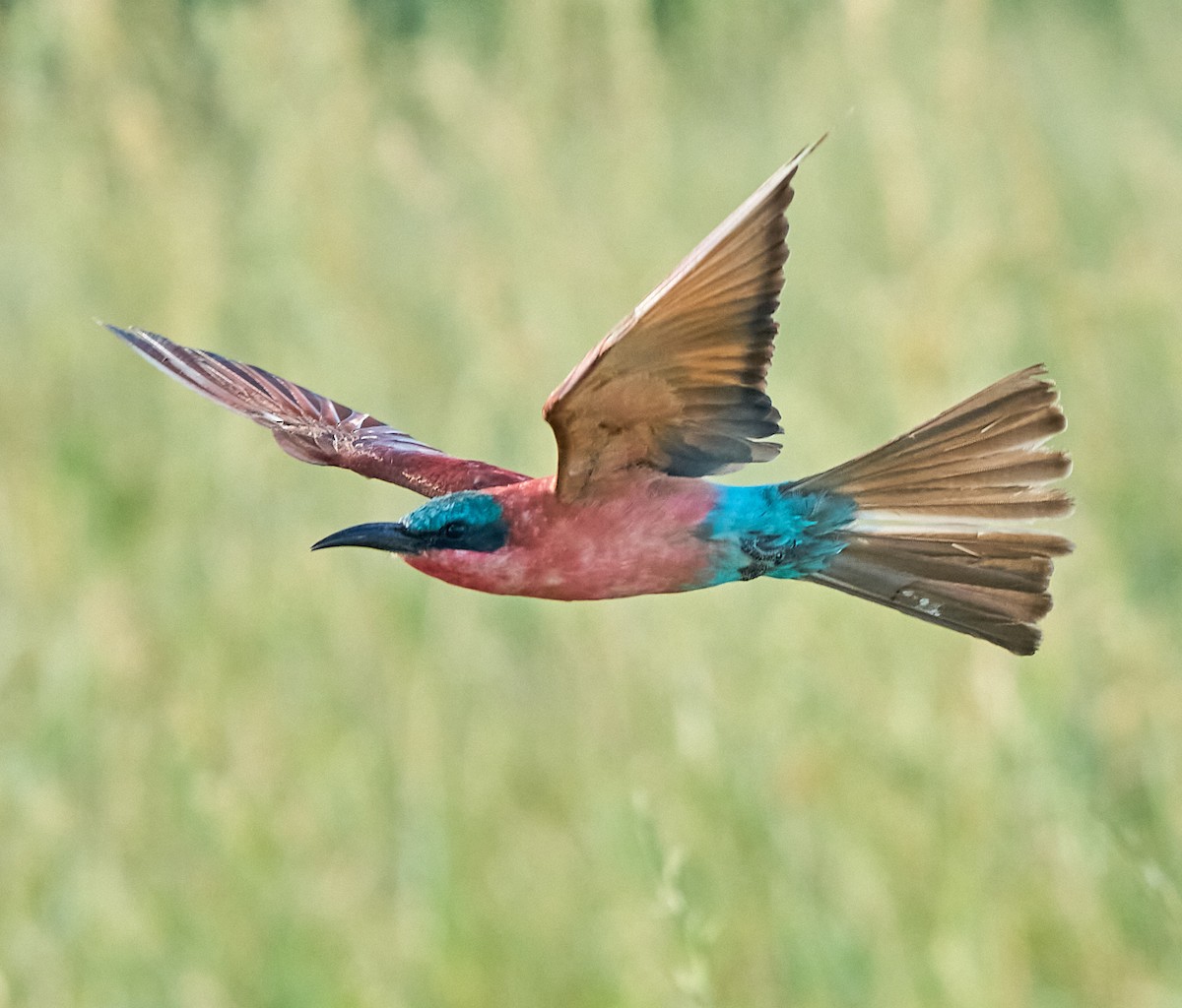 Southern Carmine Bee-eater - Steven Cheong