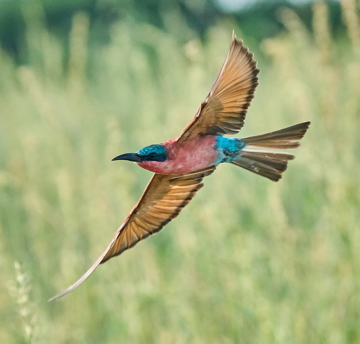 Southern Carmine Bee-eater - Steven Cheong