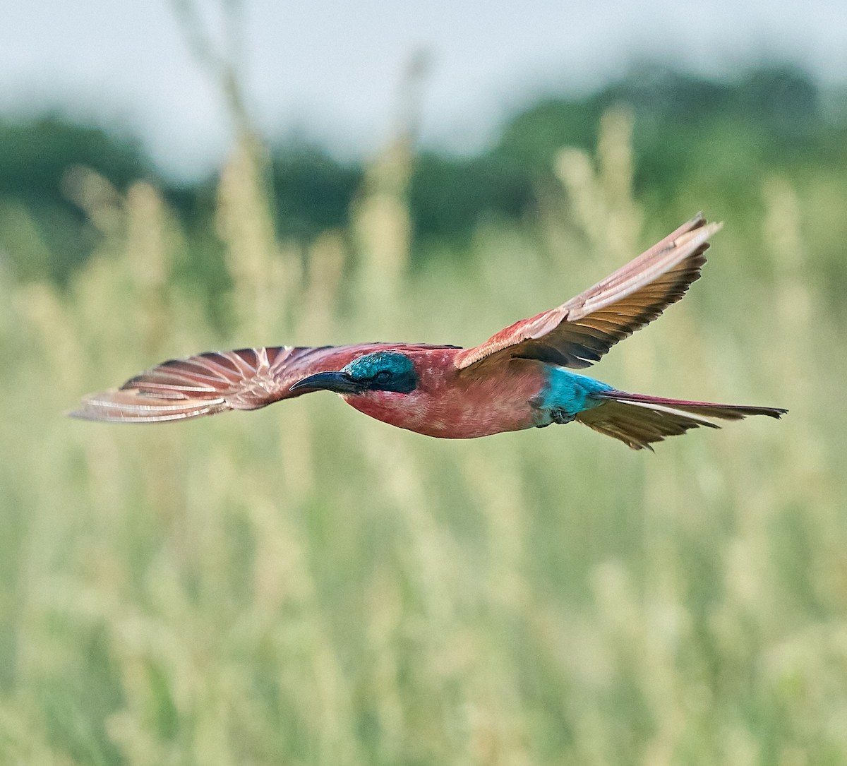 Southern Carmine Bee-eater - Steven Cheong