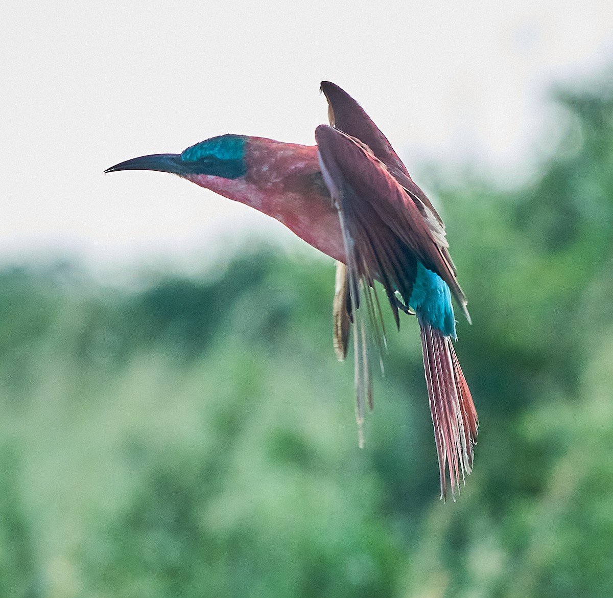 Southern Carmine Bee-eater - Steven Cheong