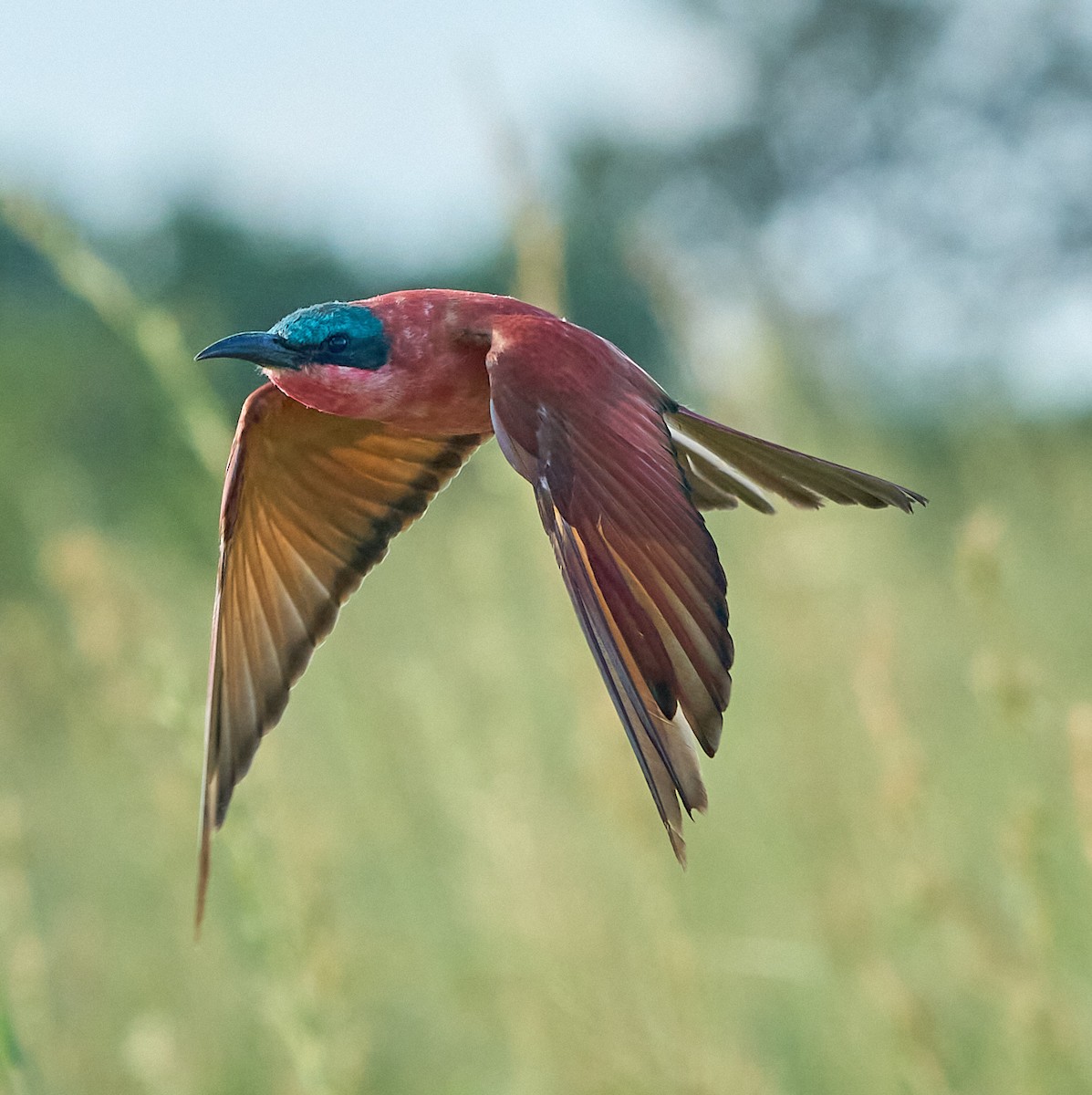 Southern Carmine Bee-eater - Steven Cheong