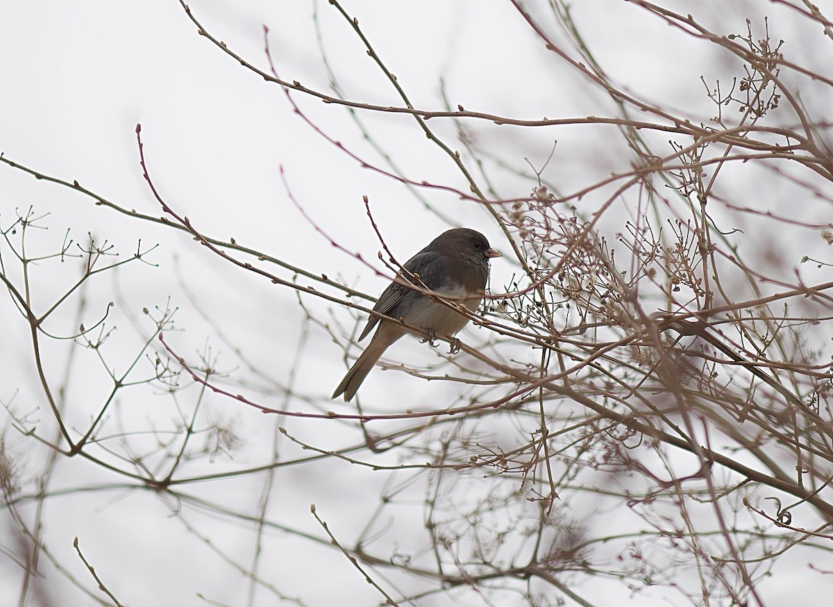 Dark-eyed Junco - ML615984399