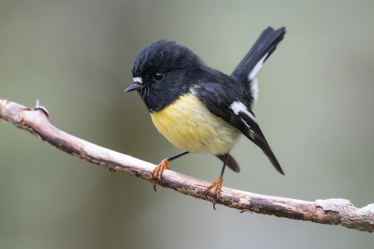 Tomtit - ML615984416