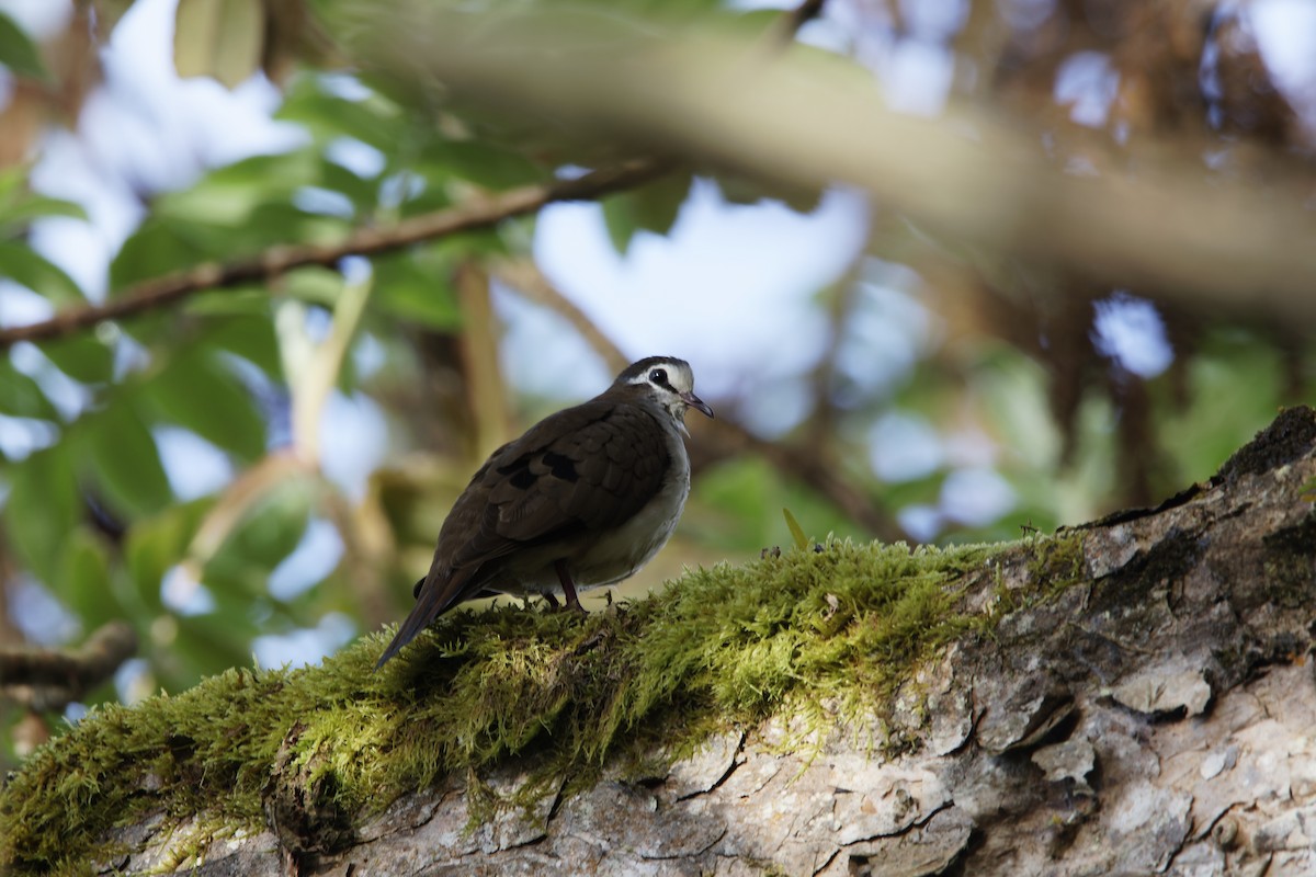 Palomita Tamborilera - ML615984421