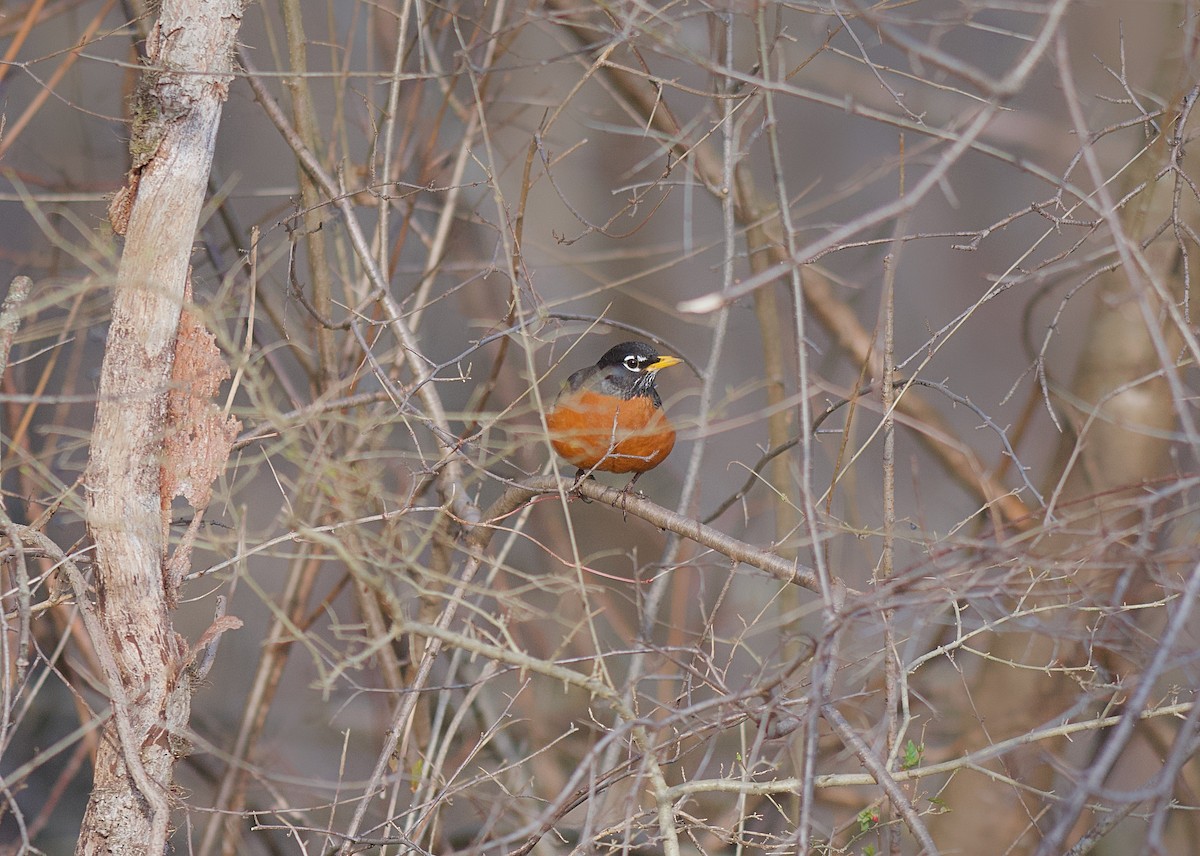 American Robin - ML615984431