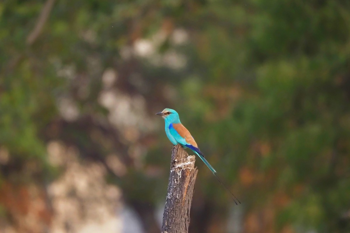 Abyssinian Roller - ML615984435