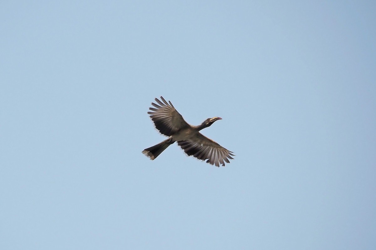 African Gray Hornbill - ML615984436