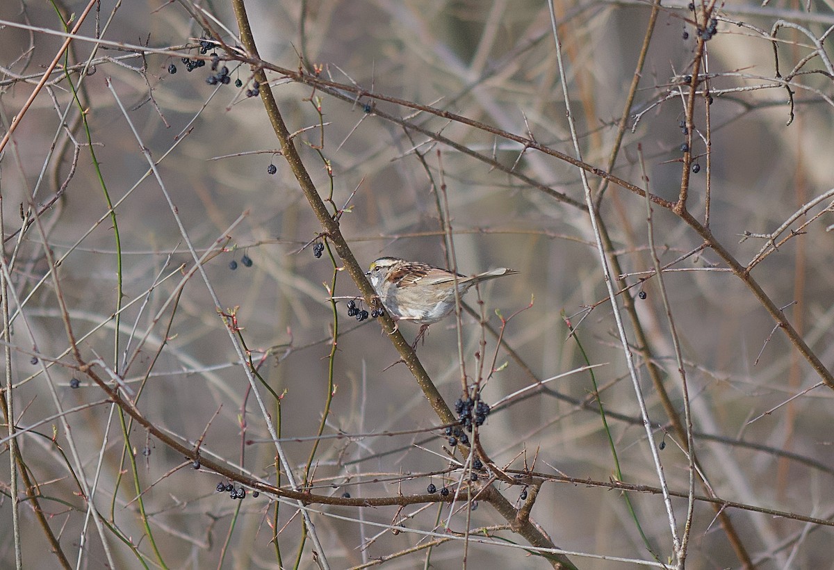 White-throated Sparrow - ML615984456