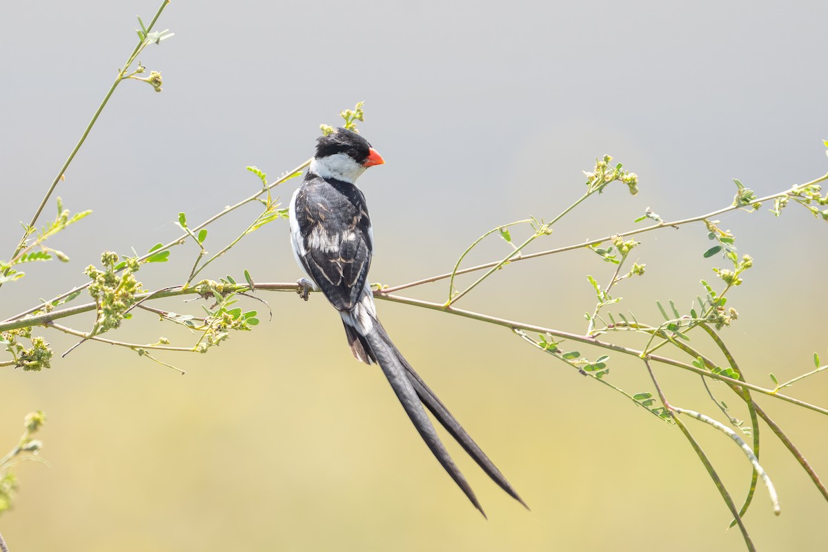Pin-tailed Whydah - Jared HJ Tan