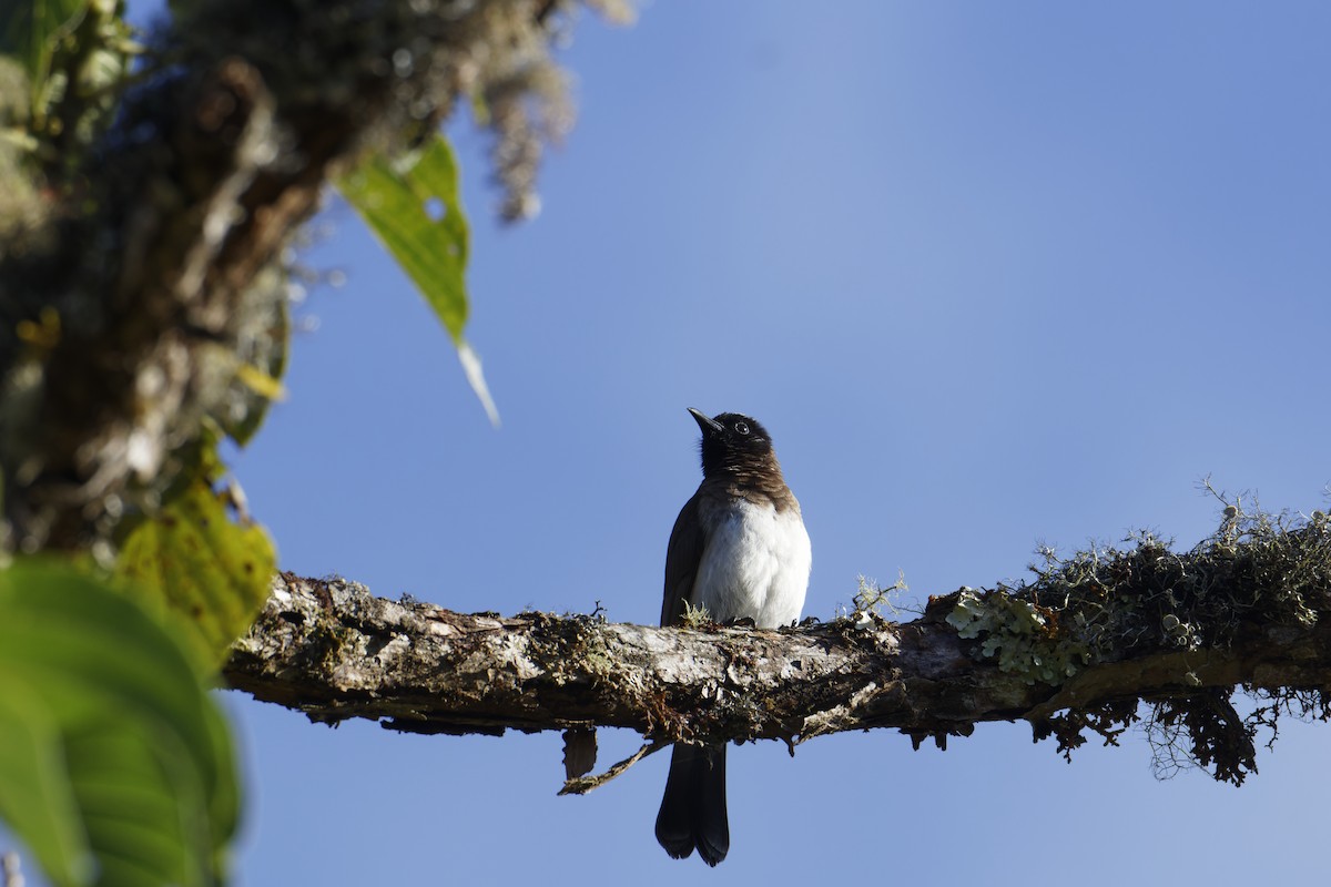 Common Bulbul - ML615984467