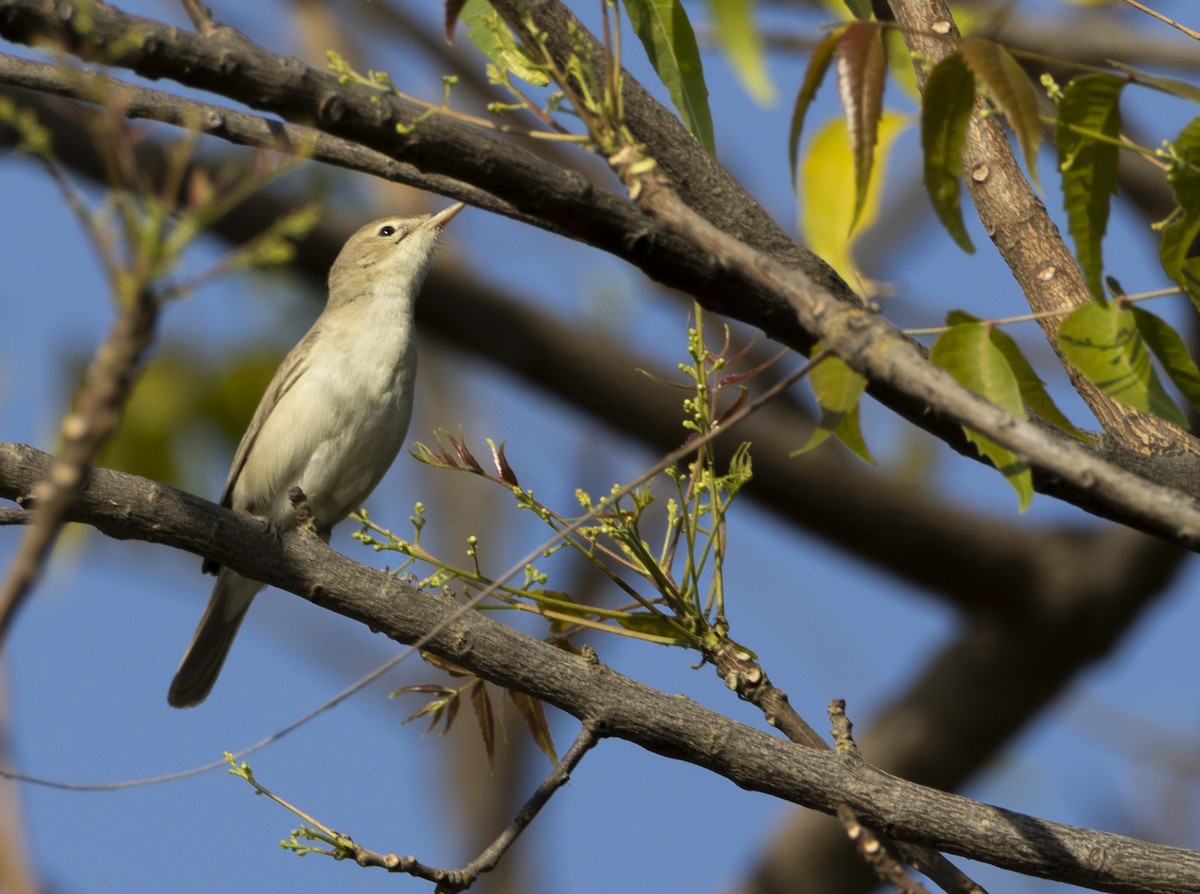 Sykes's Warbler - ML615984478