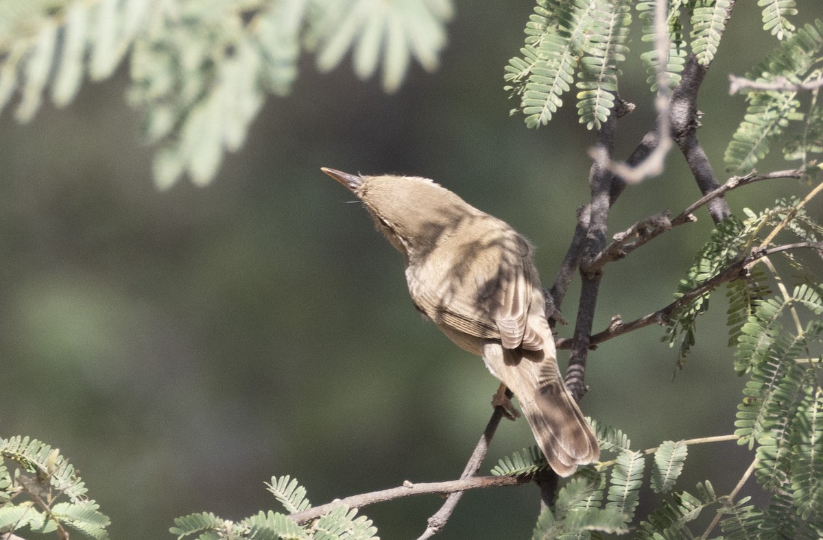 Sykes's Warbler - ML615984479