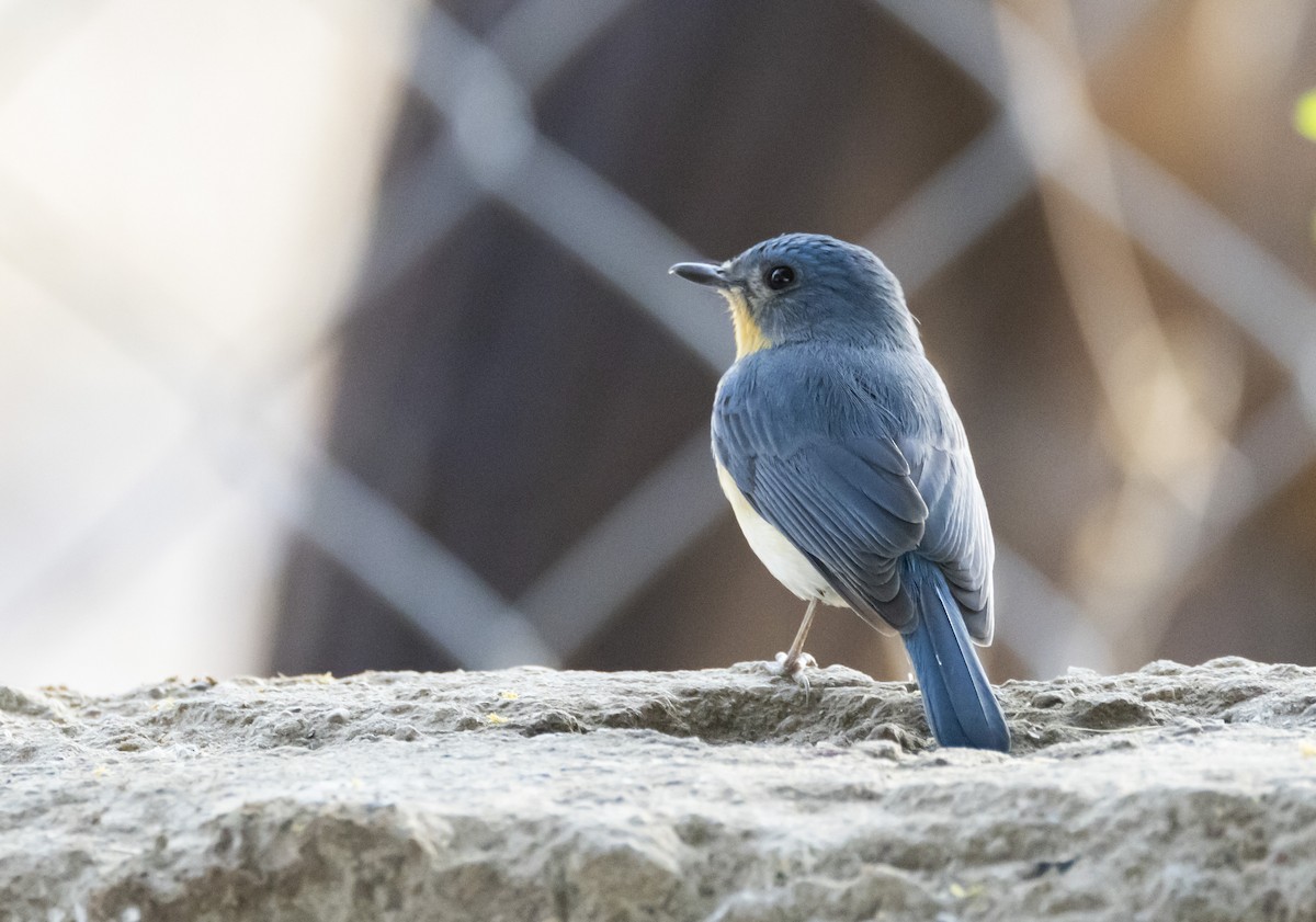 Tickell's Blue Flycatcher - ML615984493